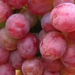 Виноград Кардинал: описание сорта и особенности