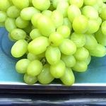 Виноград «Ландыш» — описание сорта, фото и отзывы