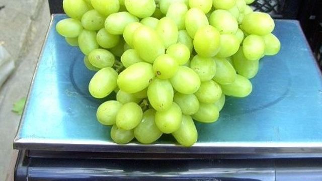 Виноград «Ландыш» — описание сорта, фото и отзывы