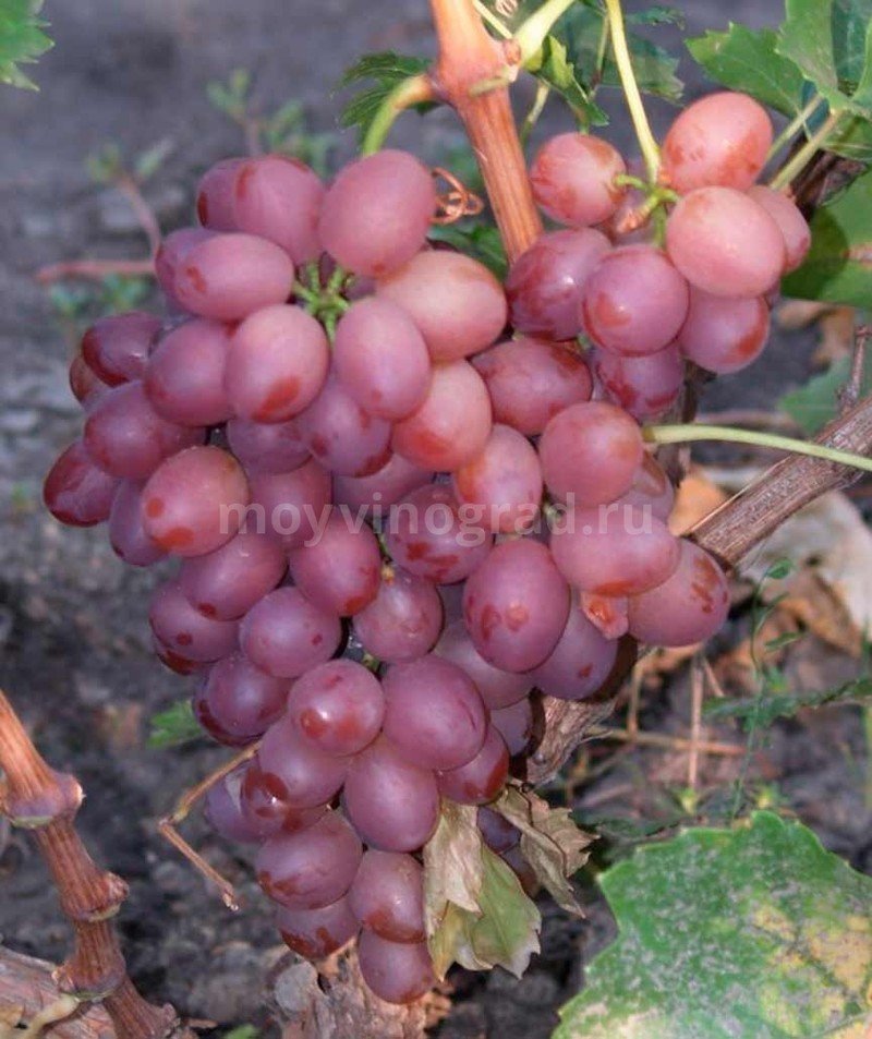 Виноград сорт донские зори