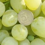 Виноград «Монарх»: описание сорта, фото, отзывы