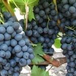 Виноград на Алтае сорта, выращивание, уход