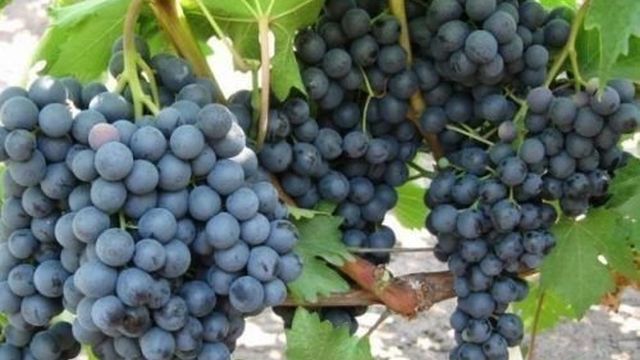 Виноград на Алтае сорта, выращивание, уход
