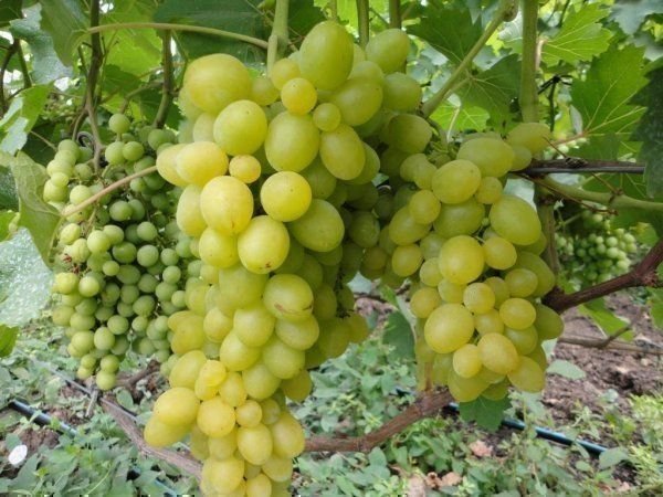 Сорт винограда первозванный