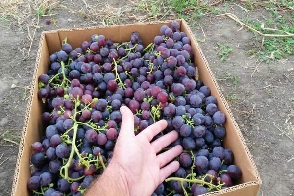 Сорт винограда паис в чили вино