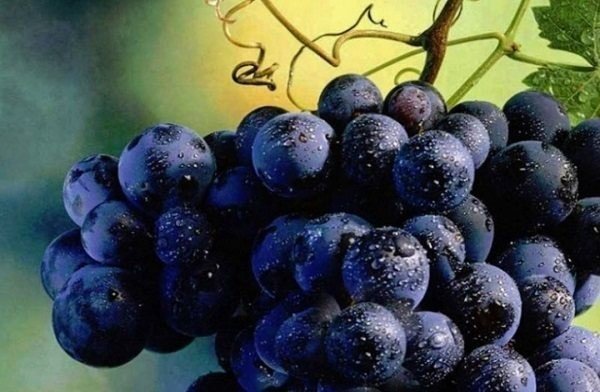 Чёрный виноград полезные