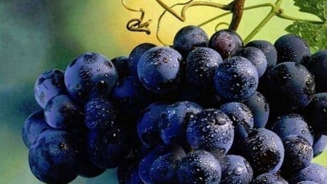 Виноград Саперави: известнейший грузинский винный сорт
