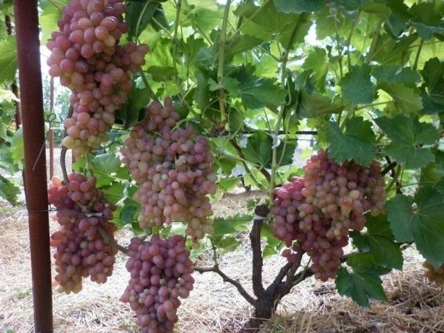 Виноград плодовый кишмиш лучистый