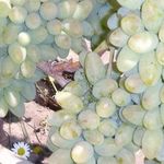 Виноград Тимур — описание сорта с фотографиями