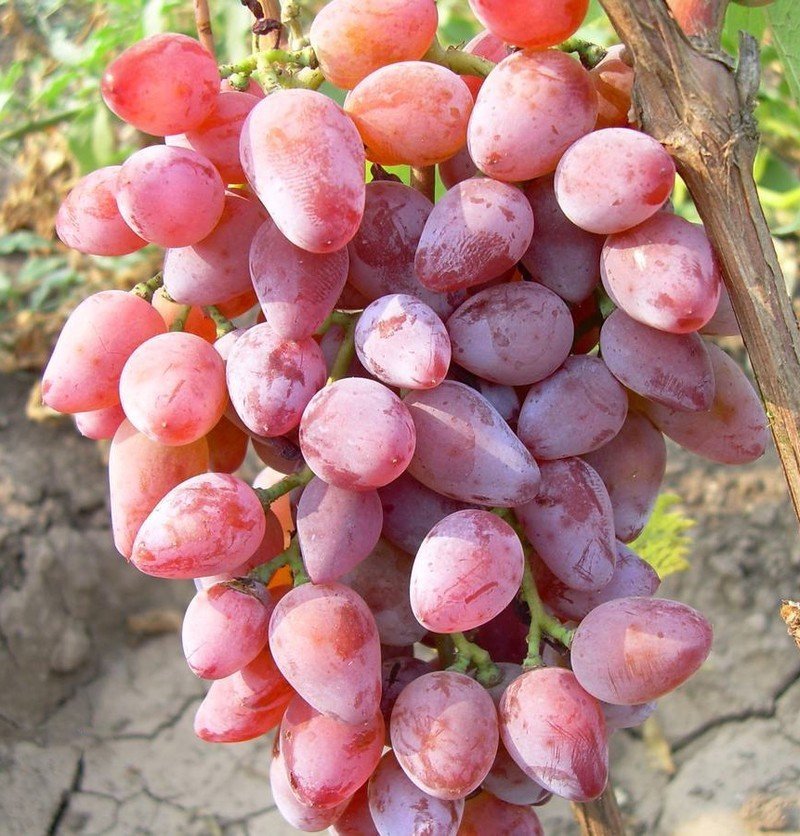 Виноград тайфи розовый