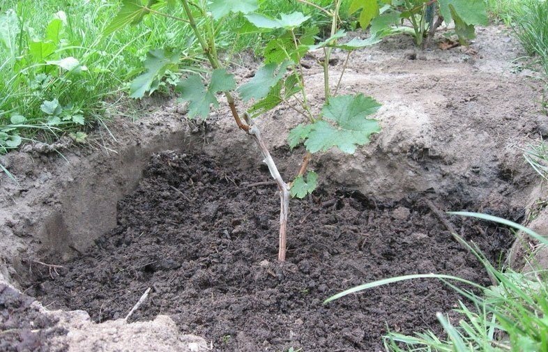 Посадка винограда в средней полосе для начинающих
