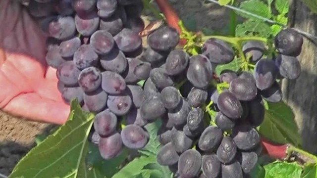 Виноград Юпитер кишмиш описание и характеристики сорта выращивание с фото