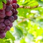 Виноград «Зарница» — один из лучших светлых гибридов