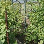Выращивание винограда на среднем урале в теплице