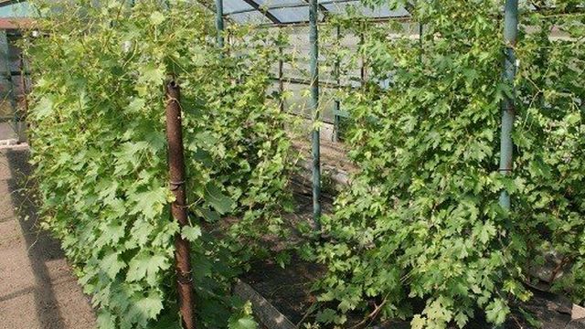 Выращивание винограда на урале в теплице