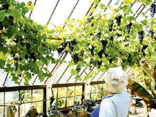 Виноград в теплице из поликарбоната в подмосковье