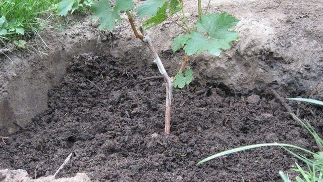 Виноград в Подмосковье выращивание без теплицы