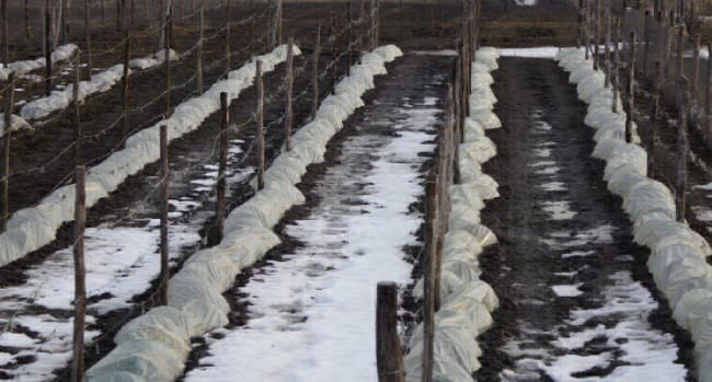 Укрытие винограда на зиму в черноземье
