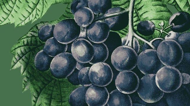 Всё о винограде «кишмиш лучистый» от описания и характеристики сорта до фото и отзывов о нём