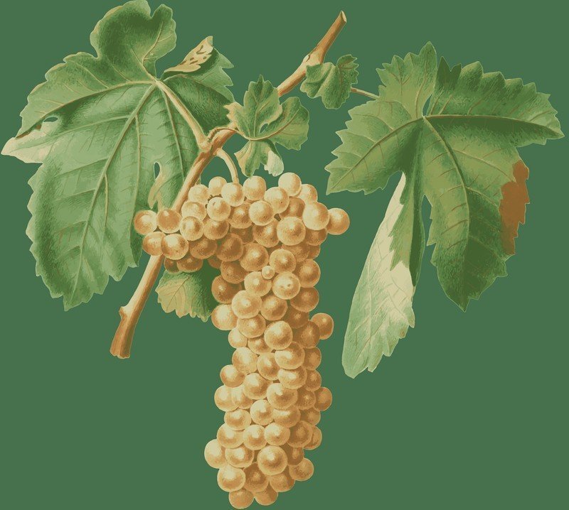Виноград долгожданный