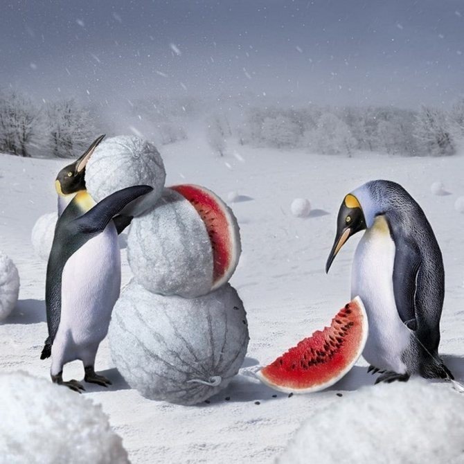 Фотографии пингвинов