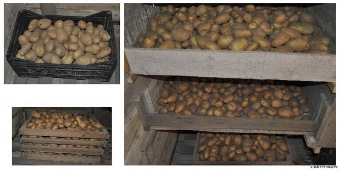Закрома для хранения картофеля