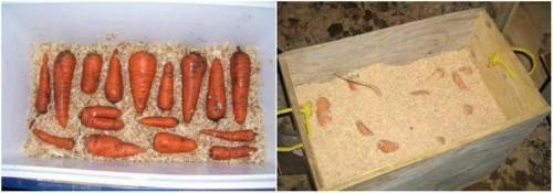 Хранение моркови в пакетах на зиму в подполе. Как хранить морковь в полиэтиленовом пакете всю зиму 06