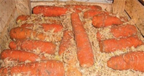 Хранение моркови в погребе в опилках