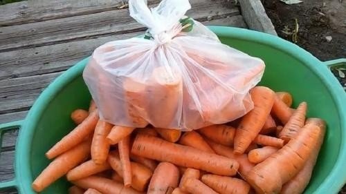 Морковь подготовленная к хранению