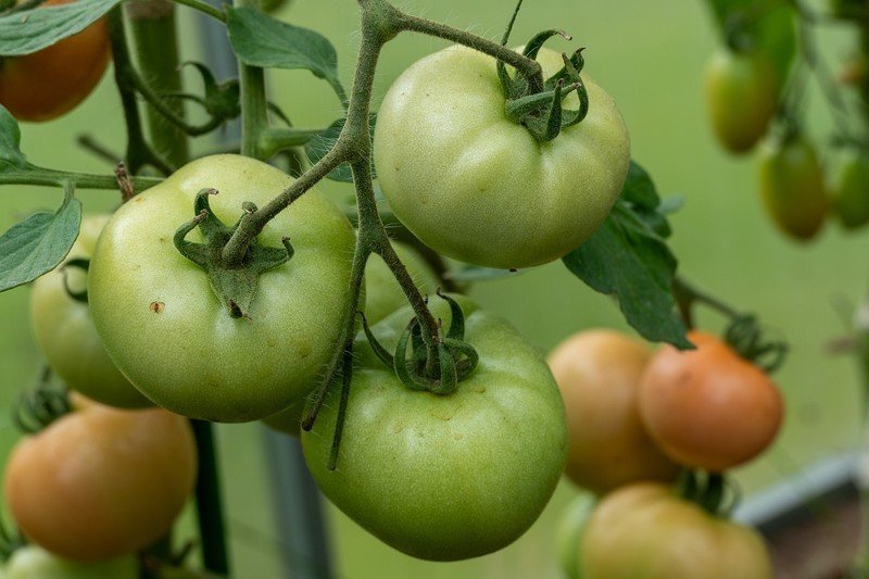 Зеленый помидоры испанские