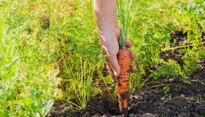 Сроки уборки моркови
