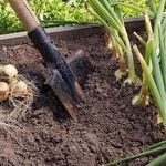 Как сохранить лук до весны без погреба