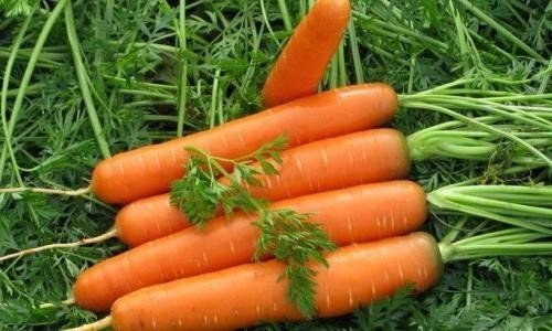Как сохранить морковку до весны. Лучшие способы, как хранить морковь после сбора урожая до весны 05