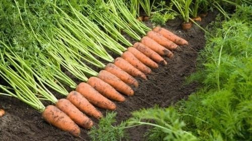 Морковь сорт купар