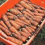 Как сохранить морковку до весны. Лучшие способы, как хранить морковь после сбора урожая до весны
