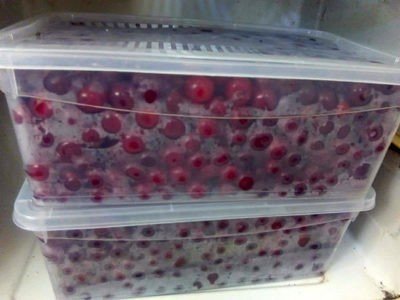 Заморозка ягод в контейнере домашних условиях
