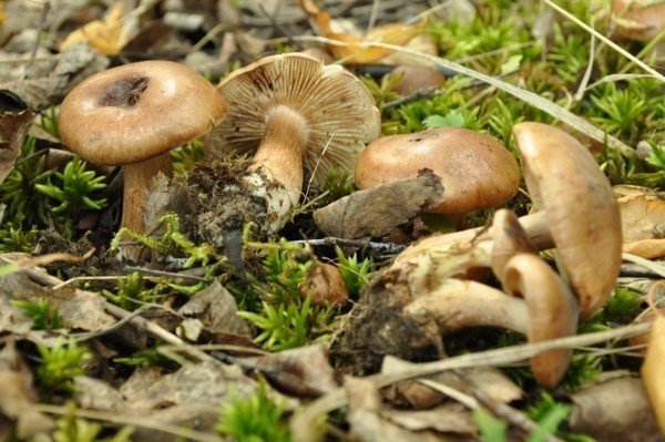 Чешуйчатка ольховая гриб