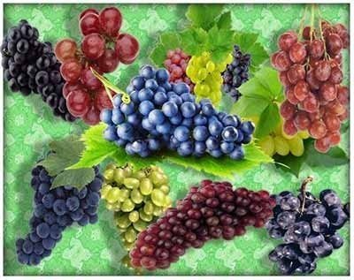 Виноград иллюстрация