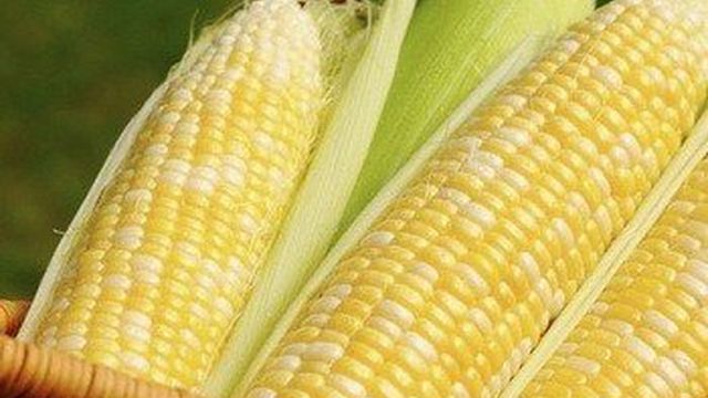 Вкусная кукуруза на зиму в домашних условиях