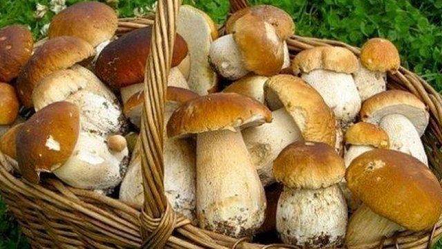 Проверенные рецепты засолки белых грибов