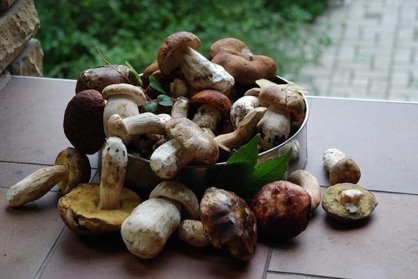 Съедобные грибы в германии