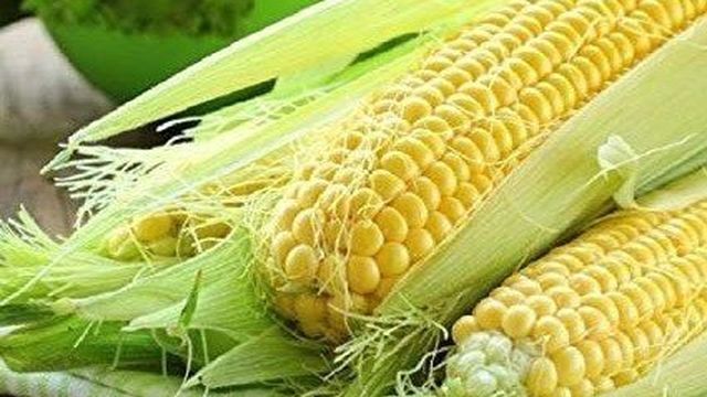 Энергосберегающие технологии сушки семян кукурузы