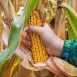 Кукуруза для попкорна и не только: как сушить, хранить и что приготовить из зерен?