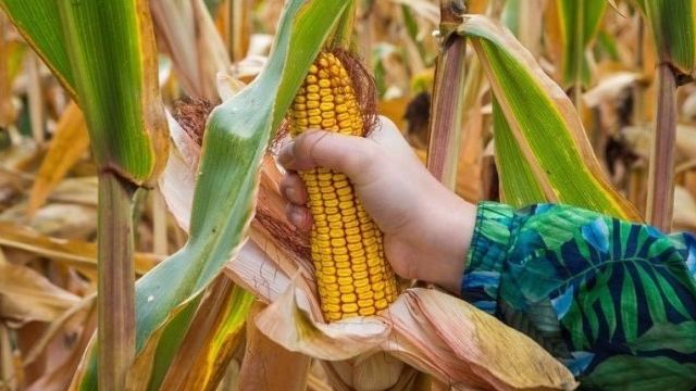 Сушка кукурузы: технология на производстве, как её высушить в домашних условиях и что с ней потом делать