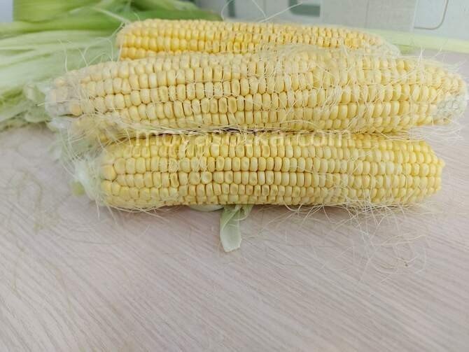 Сколько варить кукурузу в початках