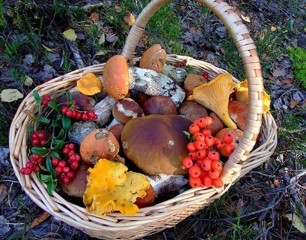 Корзинка с грибами и ягодами