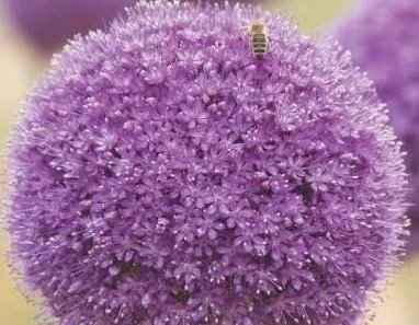 Фиолетовый пушистый цветок