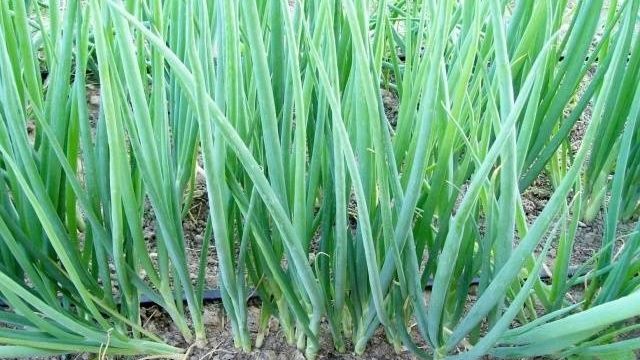 Лук-батун Апрельский: выращивание на подоконнике