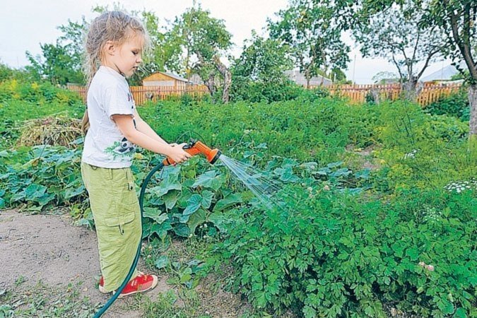 Дети поливают морковь