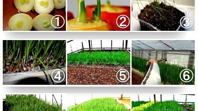 Как вырастить салат, лук, укроп и петрушку в своей теплице